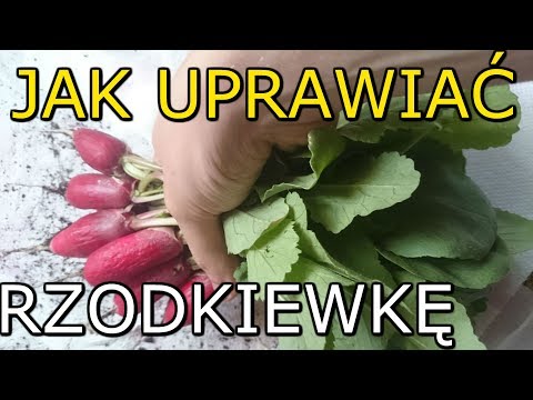 Wideo: Rzodkiewka - Rośnie I Pielęgnuje
