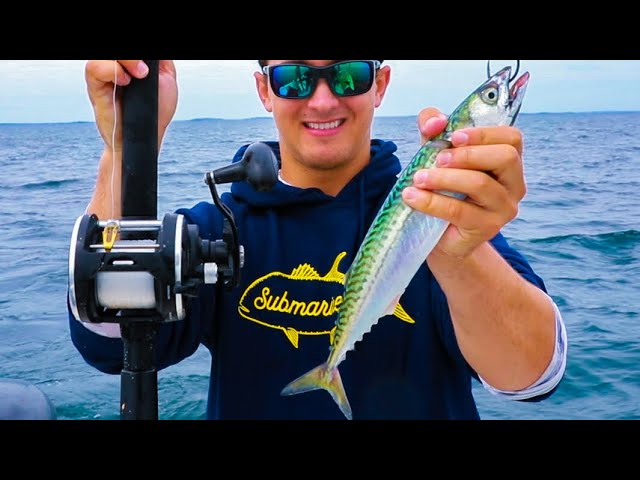 Catching Monster Fish on Huge Live Mackerel 