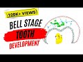 Early bell stage (Odontogenesis)