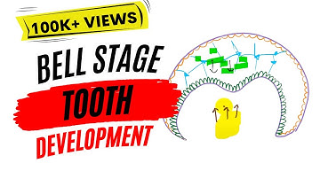 Early bell stage (Odontogenesis)