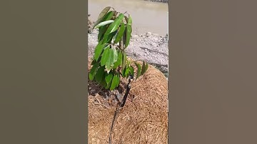 Béc G5, béc tưới cây ăn trái. Lh 0914.879.012