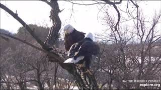 Decorah eagle mating music video