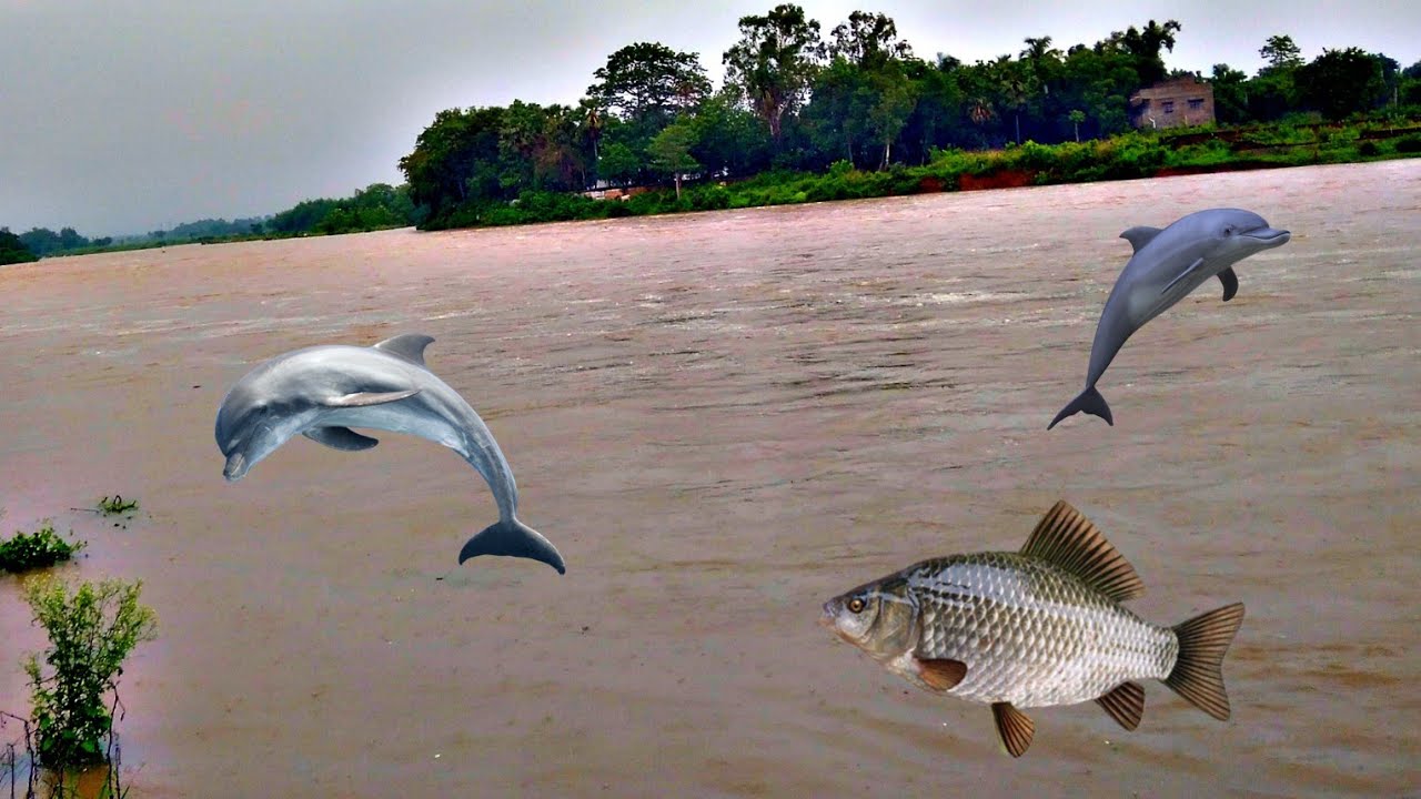 Fish Are Rising Fish are rising from the river - YouTube