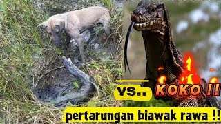 Biawak rawa Inilah yg terjadi ketemu anjing pemburu!!KOKO..