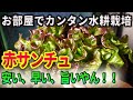 【水耕栽培始めよう】赤サンチュ作ってみたらメッサ旨いやん!!だった件/Let's grow delicious red lettuce by hydroponics