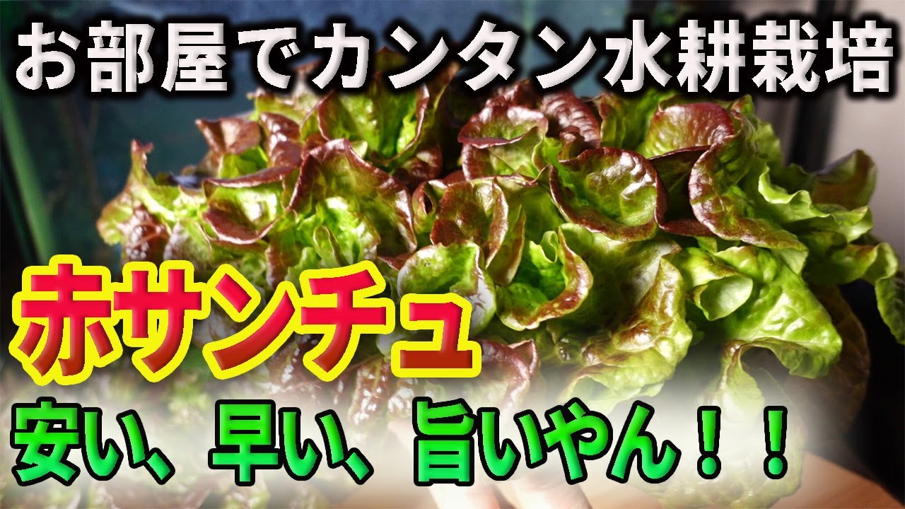 【水耕栽培始めよう】赤サンチュ作ってみたらメッサ旨いやん！！だった件/Let's grow delicious red lettuce by hydroponics
