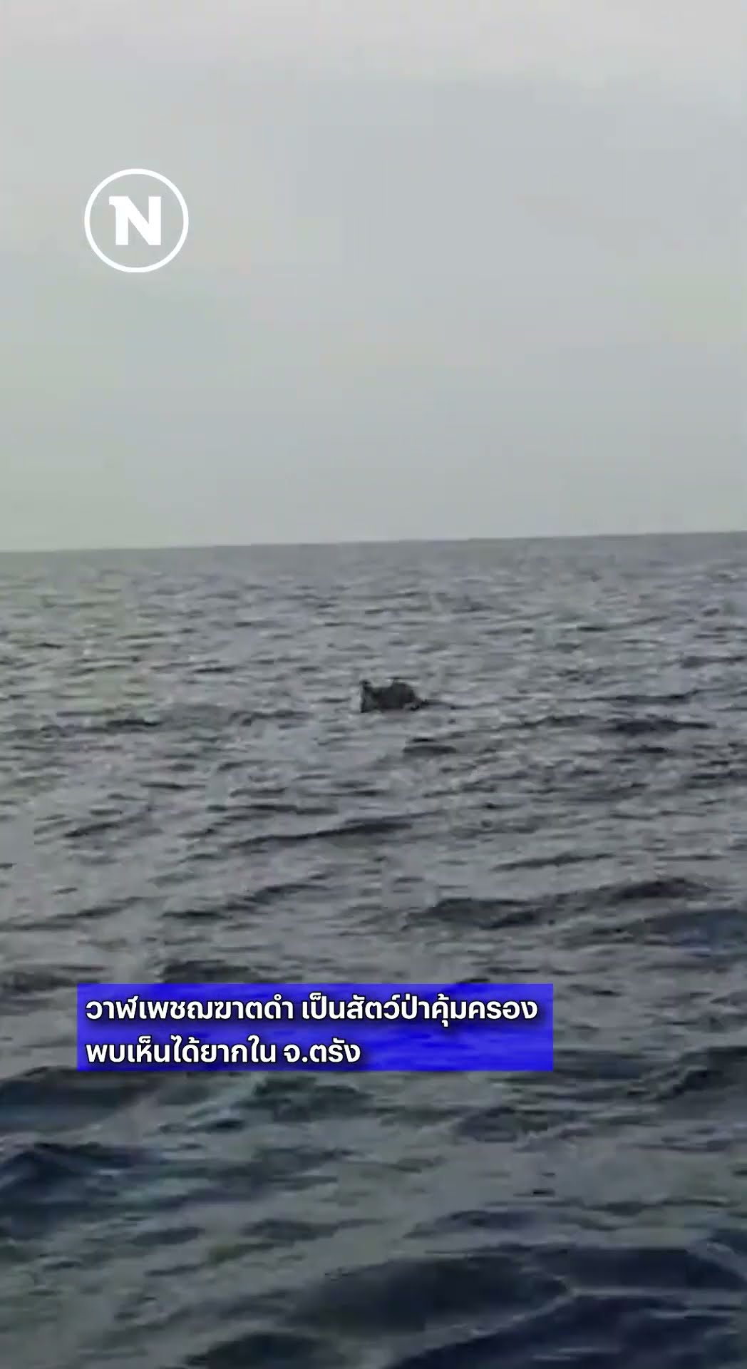 ตะลึง! ฝูงเพชฌฆาตดำโผล่โชว์ตัวใกล้เกาะกระดาน #วาฬเพชฆาตดำ #เพชฌฆาตดำ #ทะเลอันดามัน #เนชั่นทีวี