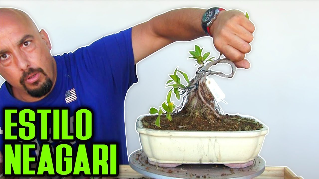 Estilo "Neagari" raíces expuestas Ficus bonsai YouTube