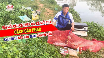 Bài mồi câu cá chép cũ, cá mới thả - Cách cân phao chuyển từ câu cân sang câu hố đấu