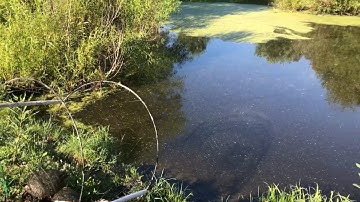 Snapping Turtle Trap Line 2018