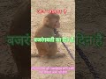 🙏🙊जय बजरंगबली #हनुमान #manglwar_status #bhaktishorts #trending #viral #shorts