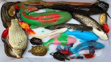 Kem Chanel lái công nông bắt cá ống nước chảy có cá chép, cá trê, koi, cá molly, cá két, con rùa