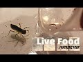 Feeding live food to my new pet named 'Monster' | What do dragonfly nymphs eat?