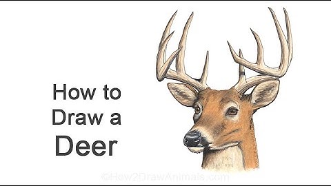 How to Draw a Deer
