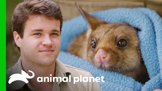 Adorable Glider Got Caught in Barbed Wire | Crikey! It's the Irwins