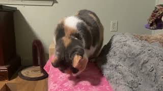 15 year old cat without teeth eats snacks #cat #love by JOANNA AUD 224 views 2 months ago 42 seconds