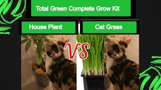 Total Green Complete Grow Kit Cat Grass