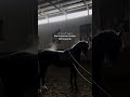 Horse After 50 Km Running #horsepower #horse #horses #horsefan