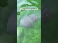 هدي ادا ضرباتك غا شهاد اكسبلور Summer Automobile ولده Travel الوكره Plage المغرب هدي ادا ضرباتك غا شهاد اكسبلور Summer Automobile ولده Travel الوكره Plage المغرب