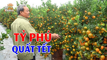 Ngạc Nhiên Khi Về Làng Tỷ Phú Giàu Lên Từ Trồng Quất Đã Đón Tết Sớm Giáp Thìn 2024 #hnp
