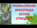 РАЗМНОЖЕНИЕ ВИНОГРАДА ЛЕТОМ ОТВОДКОЙ. Как размножить виноград отводкой.