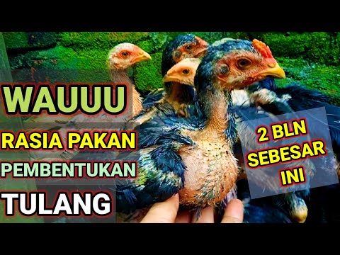Video: 12 Tips Besar untuk Meningkatkan Ayam Belakang