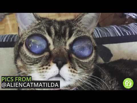 Meet Matilda, the rescued Alien Cat with celestial eyes