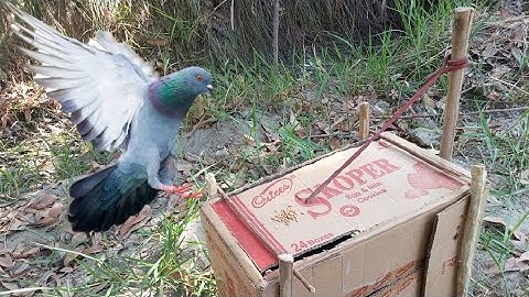 Best Quick Bird Trap cardboard Box And Woods || How to Make Pigeon Trap || How To Make Bird Trap