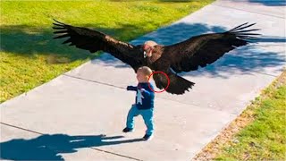 Этот орел внезапно унес внука старика, причина всех повергла в панику