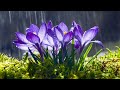 12 Hours of Relaxing - Sleep with Rain Sound, Piano for Stress Relief Angeline