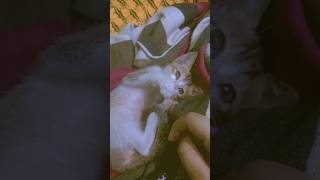 Download Lagu Sweet moments with my little one, gazing up with pure love. #cat #funnyvideos #sundarkalu MP3