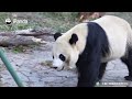 【Life Of Returnee Pandas】Episode 61 Bei Bei, A Self-Disciplined Panda | iPanda