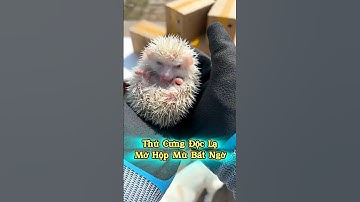 🎁 Mở Hộp Mù Được Thú Cưng Siêu Độc Lạ #thúcưng #vậtnuôi #chómèohàihước #funny #pets #cat #cute