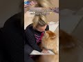 Cat Dog Pets Funny Funnyvideos Foryou Music Cat Dog Pets Funny Funnyvideos Foryou Music