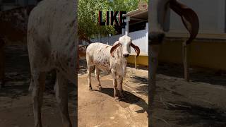 हमारी सुन्दर गीर गाय 🐄😱 #ansuyagaudham #gircow #girbull #viral #cow #youtubeshorts #shorts