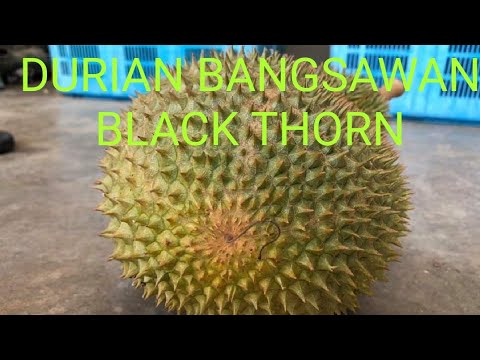 Durian duri hitam pokok Duri