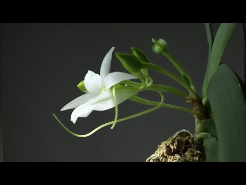 [화이 난초 생방송 EP.44]  카틀레야, 호접란 잎이 누렇게되면 아픈가요?  Indoor Orchid plants gardening