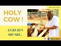 Holy cow  by gurudev  artofliving  shri shri ravishankar 