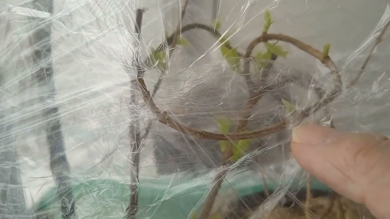 ВЫГОНКА  МЕЧТЫ  ЛЕСКОВО  НА  ЧЕРЕНКИ! 