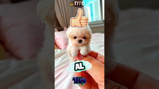 Ella Engañó a los Ladrones del Hotel con Estos Trucos Asombrosos! 😳🔒