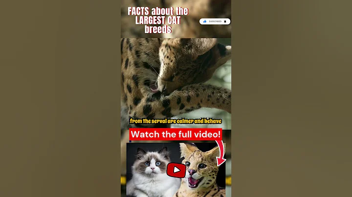 Video 10072141: cat breed kitten, cat breed facts, cat breed animals, cat breeds funny, cat fun kitten, weird cat facts