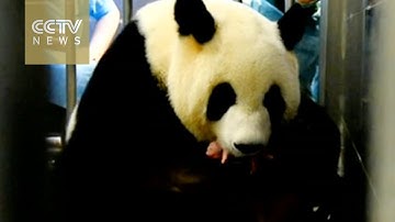 Panda twins born in Macao