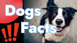 Dogs Interesting Facts Explained by Breed-ë 23 views 1 year ago 57 seconds