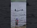 Up close with Killer Whales in Scotland 🏴󠁧󠁢󠁳󠁣󠁴󠁿 #killerwhales #orca #scotland #shorts