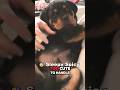 PUPPY IS SLEEPY dog reaction video #shorts #animals #viralvideo