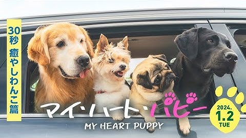 映画『マイ・ハート・パピー』特報（癒やしわんこ篇）