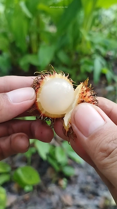 rambutan bolep #shorts #fruit