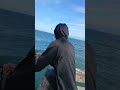 Pier Catch (Blue Fish) #saltfishing#bluefish#pierfishing#viralvideo#fishing