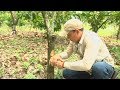 Agricultura al Día – Modalidades de injerto que existen para el cacao