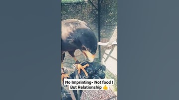 Harris Hawk, not imprinting, not food but relationship.